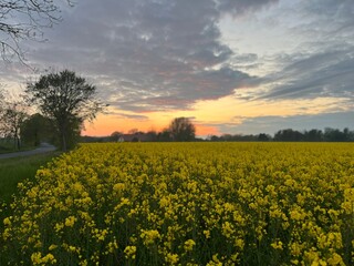 Obraz premium field of yellow flowers