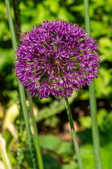 Allium hollandicum 'Purple Sensation' a bulbous summer flowering plant with a round violet summertime flower commonly known as an ornamental onion, stock photo image