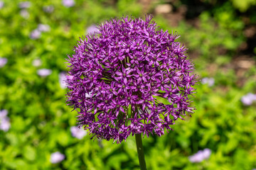 Obraz premium Allium hollandicum 'Purple Sensation' a bulbous summer flowering plant with a round violet summertime flower commonly known as an ornamental onion, stock photo image