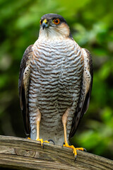 Sparrowhawk (Accipiter nisus) a small bird of prey which is a predatory raptor which hunts in both a woodland or garden environment, stock photo image