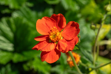 Geum borisii a summer flowering plant with a red summertime flower commonly known as Avens, stock photo image