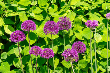 Allium hollandicum 'Purple Sensation' a bulbous summer flowering plant with a round violet summertime flower commonly known as an ornamental onion, stock photo image
