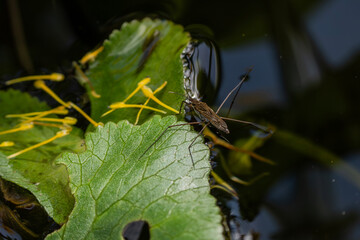Common pond skater (gerris lacustris) an aquatic predatory insect found skating on the water surface of lakes and ditches during the spring and summer, stock photo image