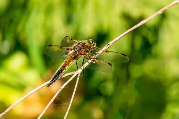 Dragonfly Four Spotted Chaser (Libellula quadrimaculata) a common broad bodied flying insect which can be found near water, ponds and lakes, stock photo image