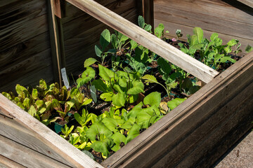 Cold frame of organic vegetables and salad leaves growing in a wooden frame to give protection from...