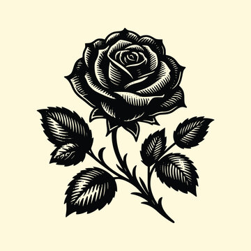 rose vector illustration with old engraving style