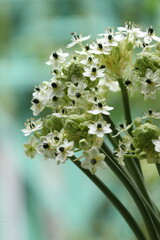 Ornithogalum arabicum  bee collects pollen from a vibrant flower in a summer garden
