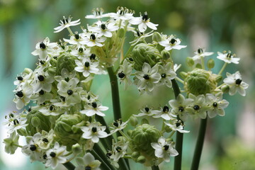 Ornithogalum arabicum  bee collects pollen from a vibrant flower in a summer garden