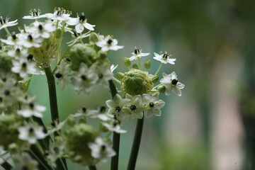 Ornithogalum arabicum  bee collects pollen from a vibrant flower in a summer garden