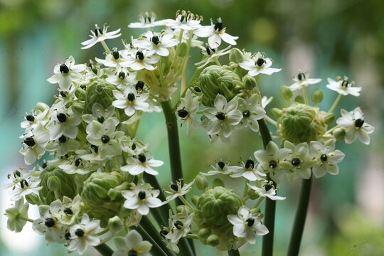 Ornithogalum arabicum  bee collects pollen from a vibrant flower in a summer garden