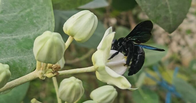 Indian Carpenter bee collects nectar on flower.