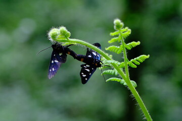 Butterflies mating on a green fern in the garden.