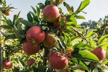 Close up of red ripe apples growing on an apple tree, fresh, juicy apples in orchard ready for harvest. Healthy food concept.Kressbronn am Bodensee, Baden-Wuerttemberg, Germany