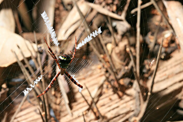 The St. Andrews Cross Spider (Argiope keyserlingi) is a common species of orb-web spider found on...