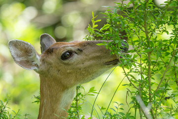 deer in the forest