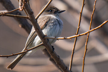 Songbird on a Branch