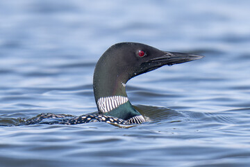 Common Loon Swimming
