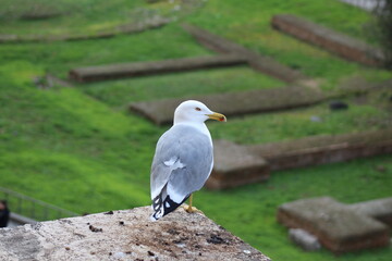 Seagull in Rome