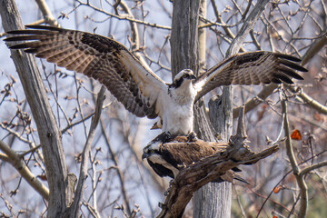 Osprey Mating