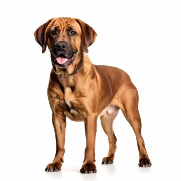 Fila brasileiro dog breed standing against white background, AI Generated