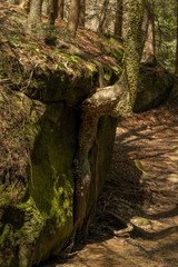 tree in the forest