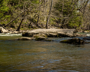 river in the forest