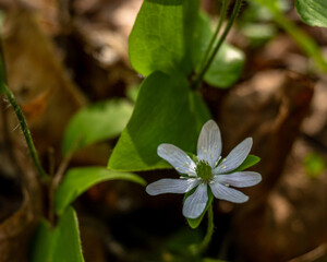 Spring flowers on the forest floor