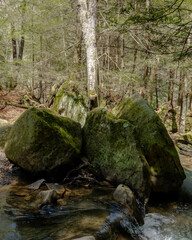 Tree in a creek