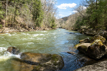 river in the forest