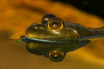 frog in water