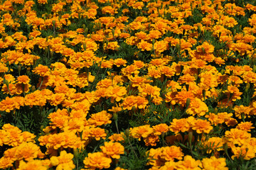 Orange flowers in the park