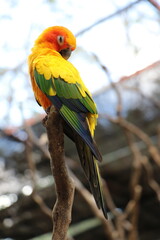 Parrots in zoos are raised in a special way.