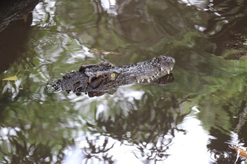 Crocodiles in zoos are amphibians.