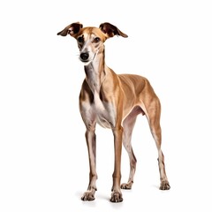Obraz premium Galgo espaol dog breed standing against white background, AI Generated
