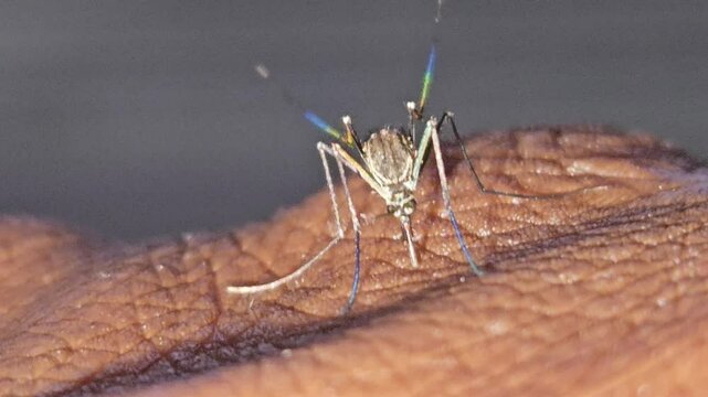 Mosquito Sucking Blood From Human Skin Macro