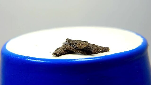 Close up Moth "kamitetep" or Phereoeca uterella. Moths that grow in household dust