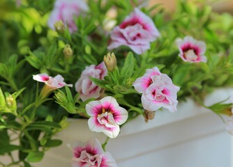 Red and white petunia flowers in the garden
