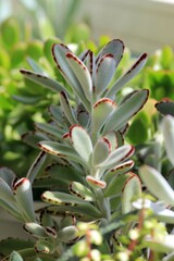 Leaves of different succulents on a blurry background