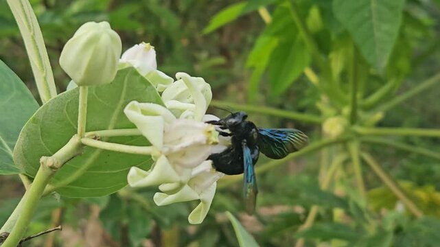Indian Carpenter bee collects nectar on flower.