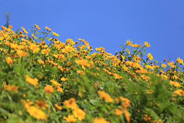 Landscape nature of Tung Bua Tong flowers or Mexican sunflower field, at Mae Hong Son Province, Thailand 
