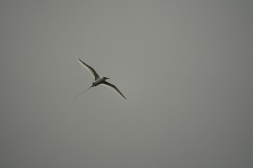 Single White tailed native tropic bird of Seychelles flying on cloudy day, Mahe Seychelles