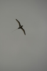 Single White tailed native tropic bird of Seychelles flying on cloudy day, Mahe Seychelles