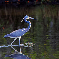 Tricolor heron wading and fishing