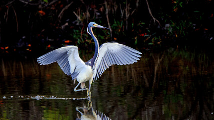 Tricolor heron wading and fishing
