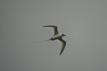 Single White tailed native tropic bird of Seychelles flying on cloudy day, Mahe Seychelles
