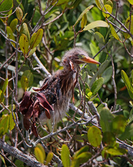 Green Heron chick standing on a mangrove bush branch