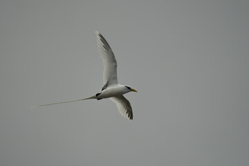Single White tailed native tropic bird of Seychelles flying on cloudy day, Mahe Seychelles