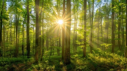 Naklejka premium Sunbeams in a Lush Green Forest