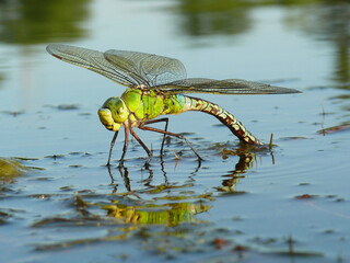 Royal dragonfly lays eggs on the surface of ponds amazing macro world