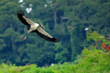 Wood Storks landing on a tree